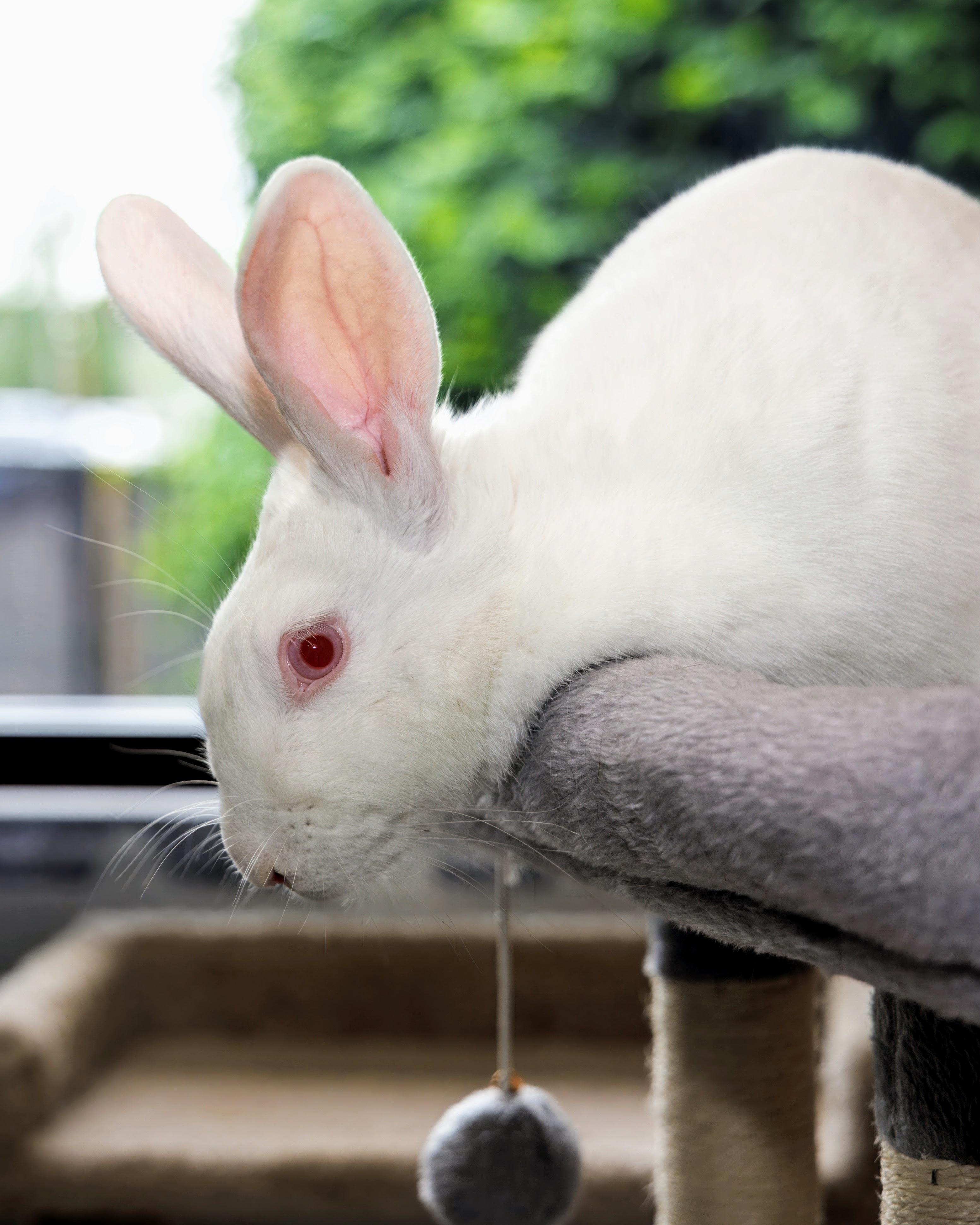 Blanca, an adopted New Zealand in Teterboro, NJ image 1/2