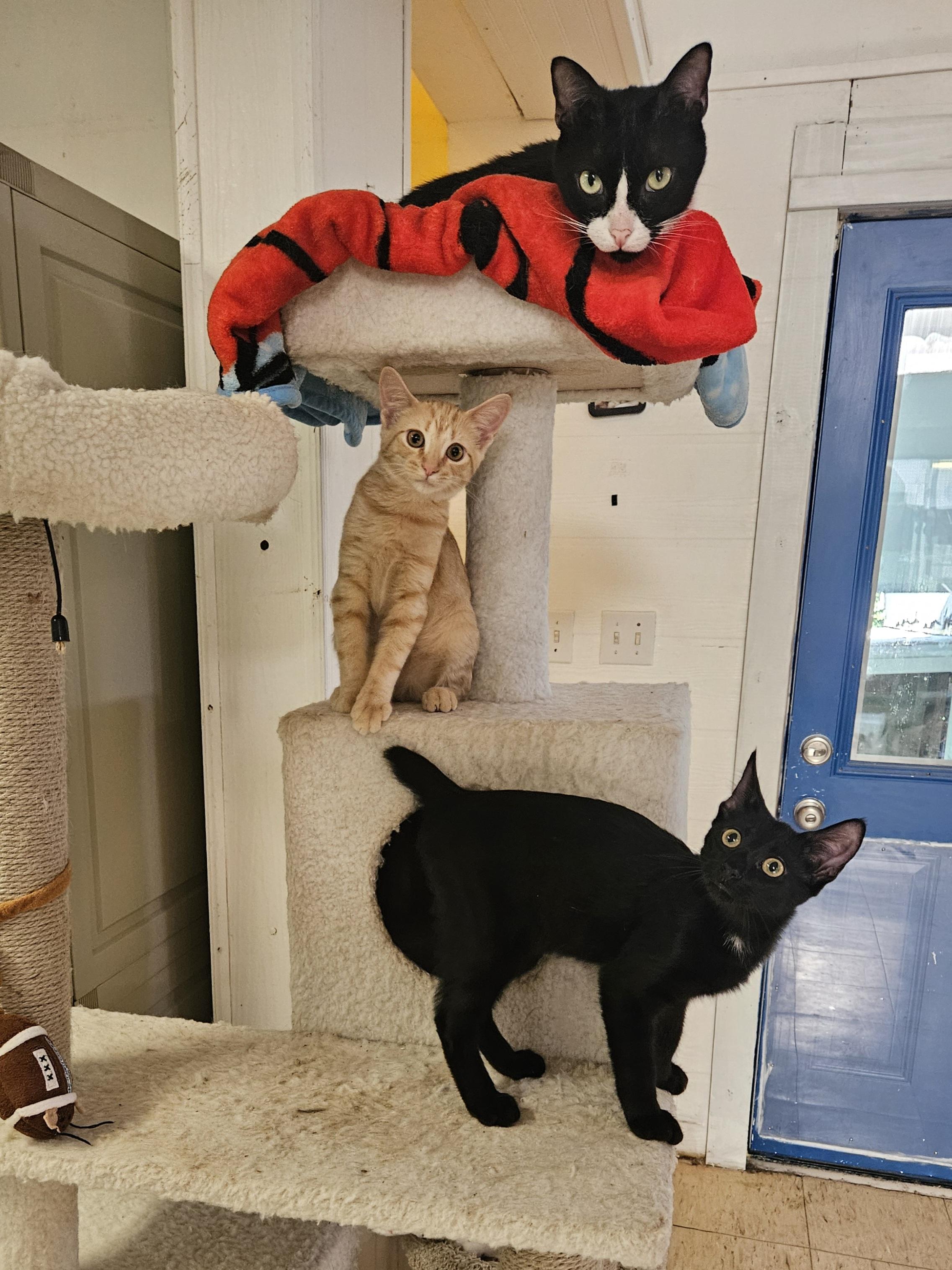 When Breeding Manx Cats Never Breed Rumpy to an Rumpy: Expert Tips