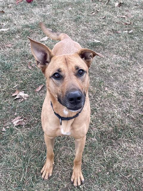 JUDY, Adoptable, Young Female German Shepherd Dog & Mixed Breed.