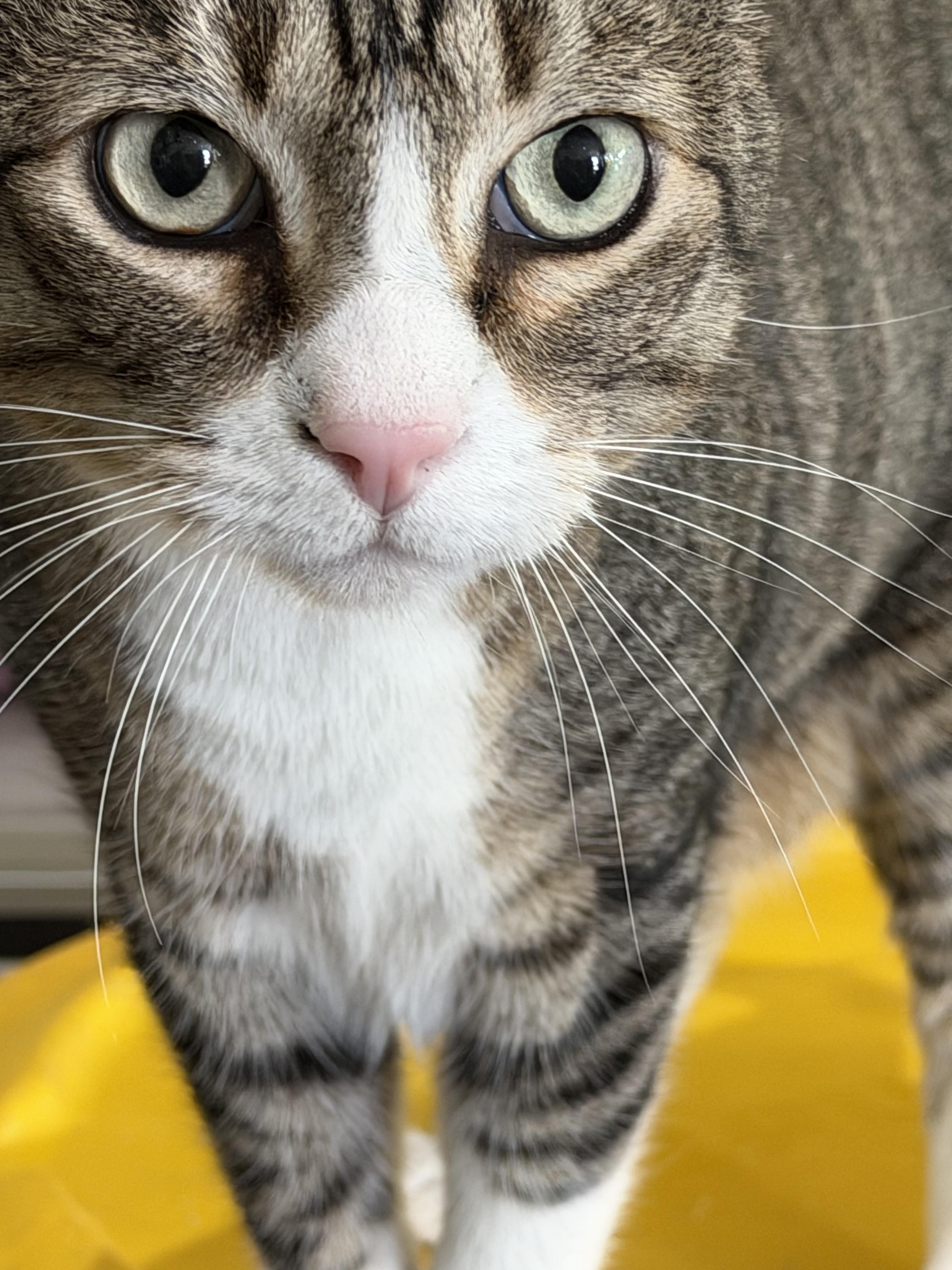 Enlarge Hansel Grimm, a Adoptable Domestic Short Hair in Los Angeles, CA image 1/4