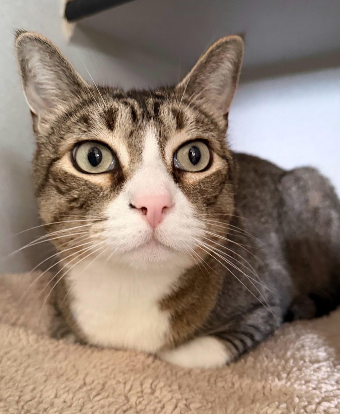 Enlarge Hansel Grimm, a Adoptable Domestic Short Hair in Los Angeles, CA image 3/4