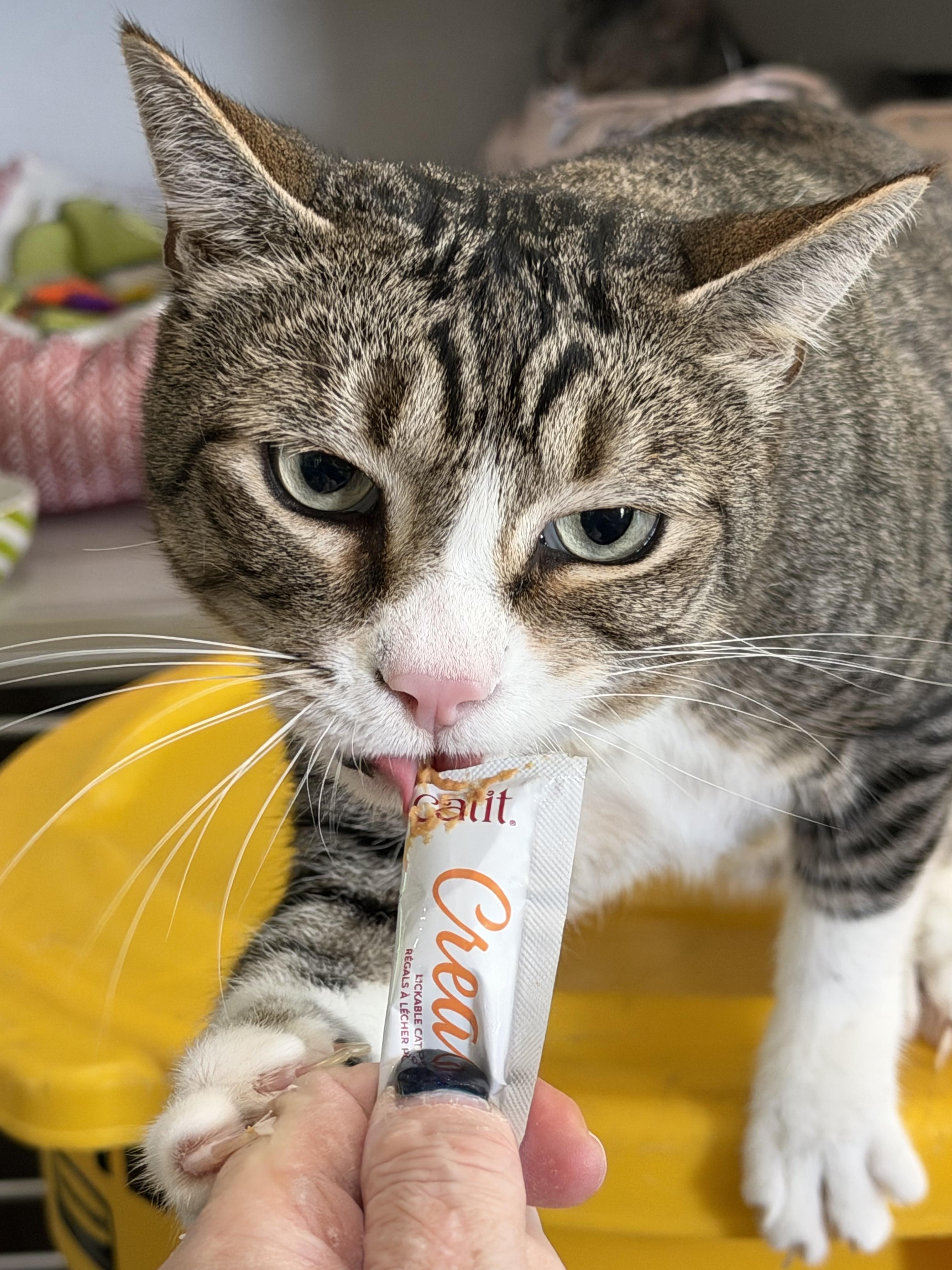Enlarge Hansel Grimm, a Adoptable Domestic Short Hair in Los Angeles, CA image 2/4