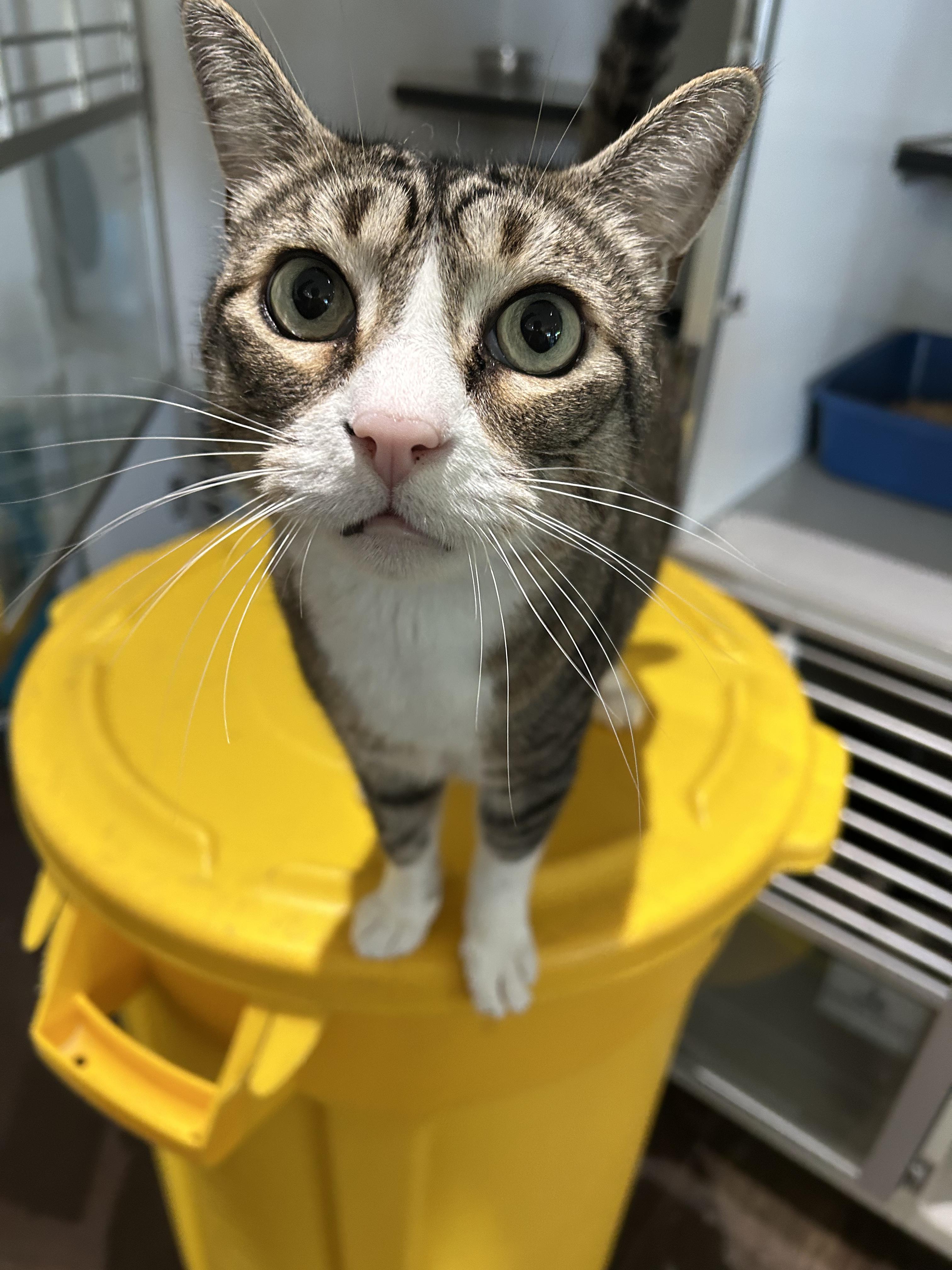 Enlarge Hansel Grimm, a Adoptable Domestic Short Hair in Los Angeles, CA image 4/4