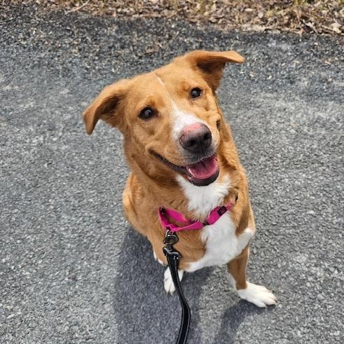 Calliope, ADOPTABLE, Adult Female Golden Retriever & Border Collie.