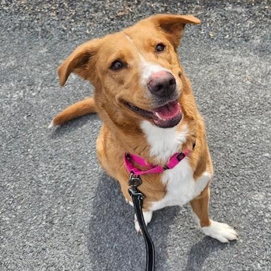 Enlarge Calliope, a ADOPTABLE mixed breed in Honesdale, PA image 3/3