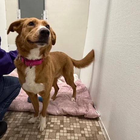 Enlarge Calliope, a ADOPTABLE mixed breed in Honesdale, PA image 2/3