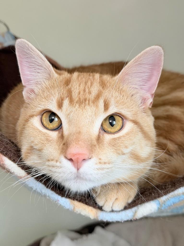 Enlarge Cheeto Bandito, a Adoptable mixed breed in Menomonie, WI image 1/1