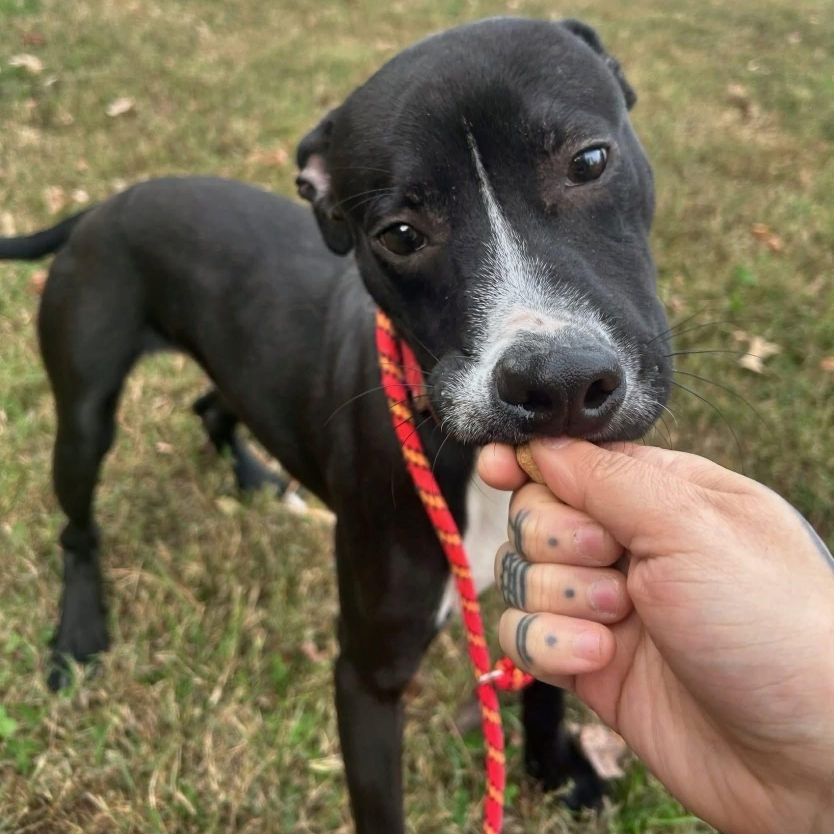 Enlarge Kyro, a Adoptable American Staffordshire Terrier in Ashland, VA image 4/4