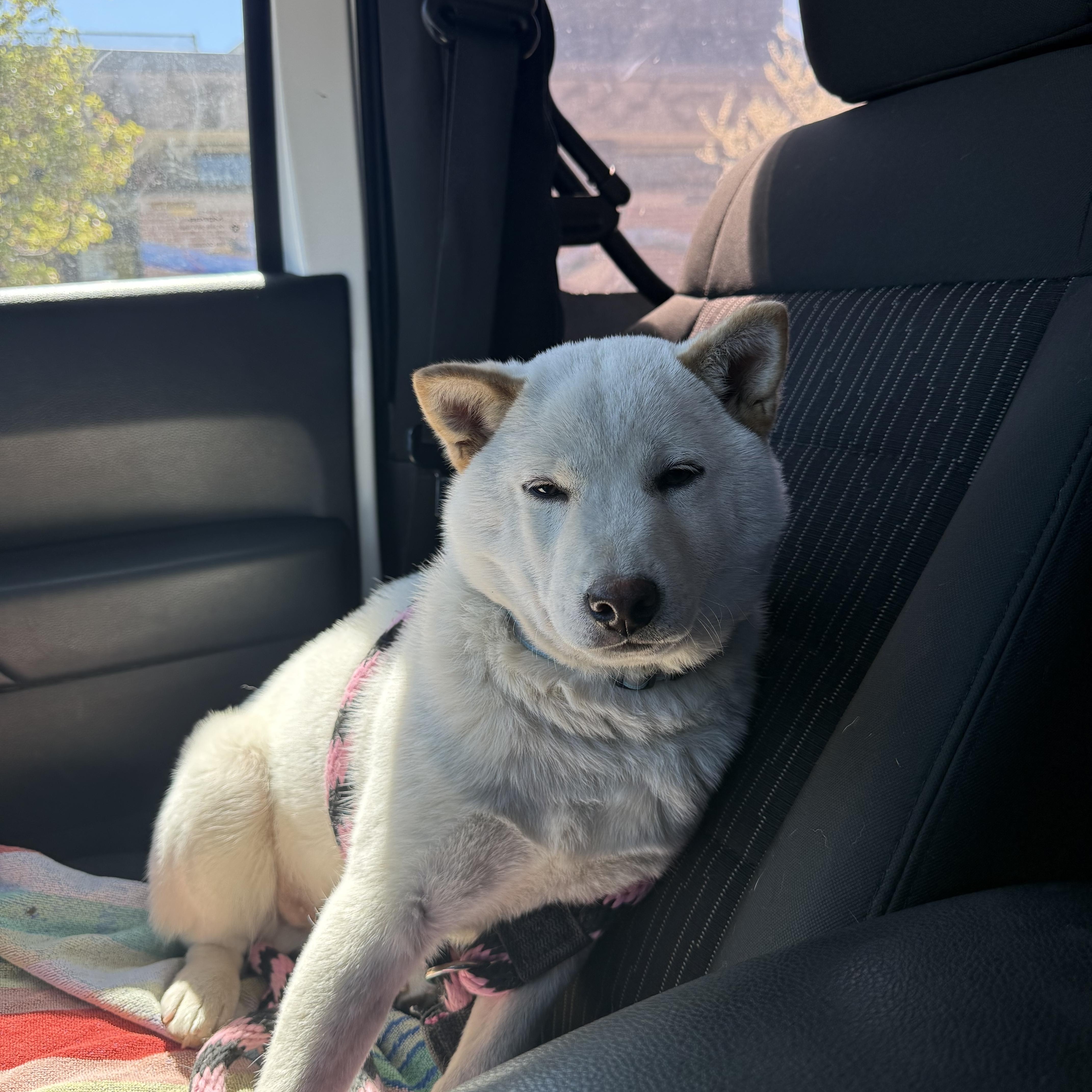 Enlarge Benji, an adopted Shiba Inu in Philadelphia, PA image 2/3