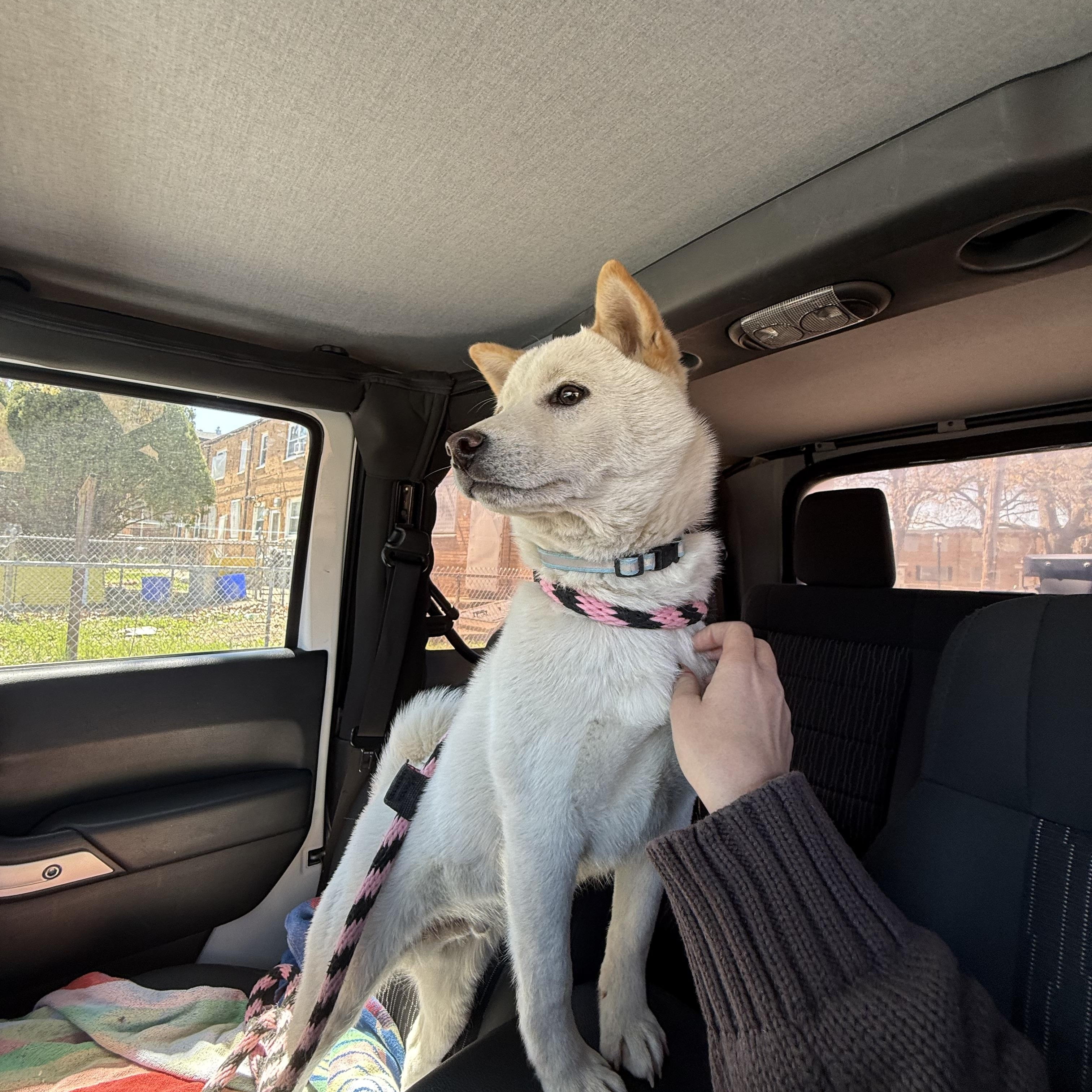 Enlarge Benji, an adopted Shiba Inu in Philadelphia, PA image 3/3