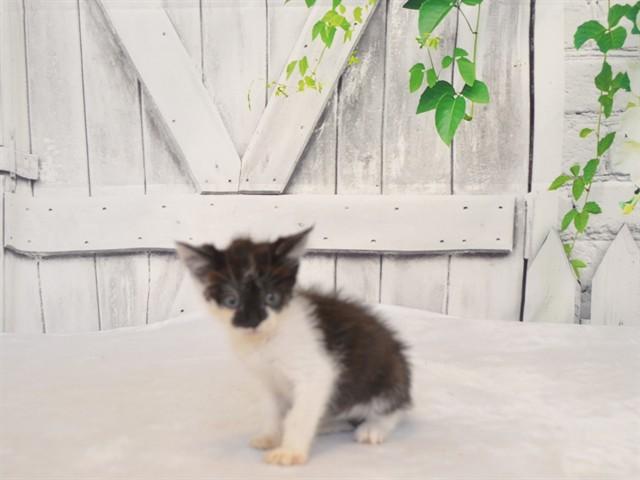 WINIFRED, Adoptable, Kitten Female Domestic Short Hair & Domestic Short Hair.