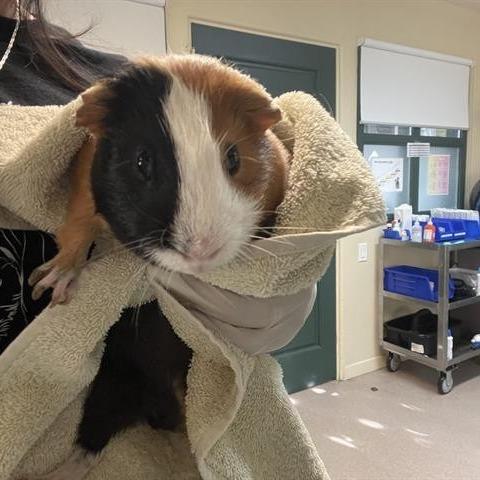 Brownie, Adoptable, Young Male Guinea Pig.