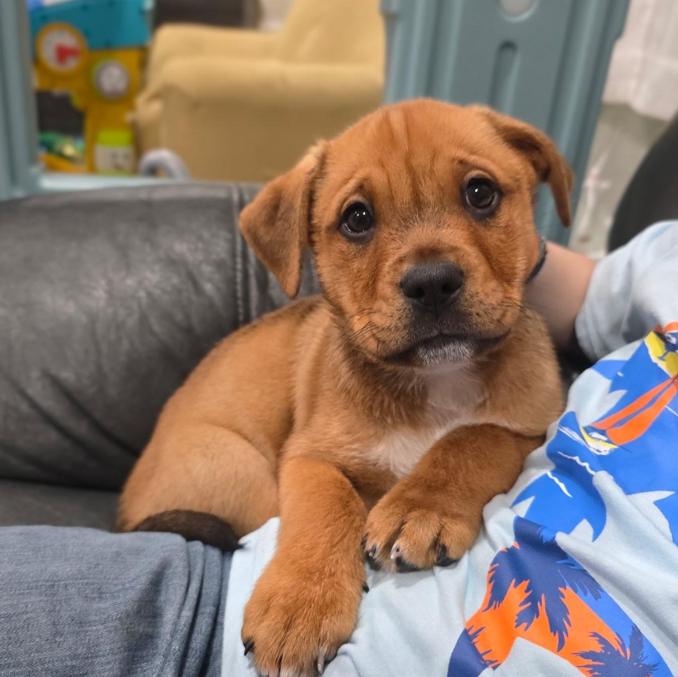 Malfoy, ADOPTABLE, Puppy Male Pit Bull Terrier & Mixed Breed.