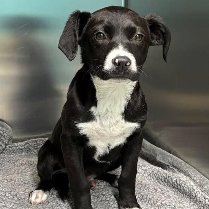 Cupid, Adoptable, Puppy Male Black Labrador Retriever & Beagle.