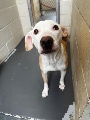 Enlarge Phoebe, an adopted mixed breed in Clayton, GA image 1/1