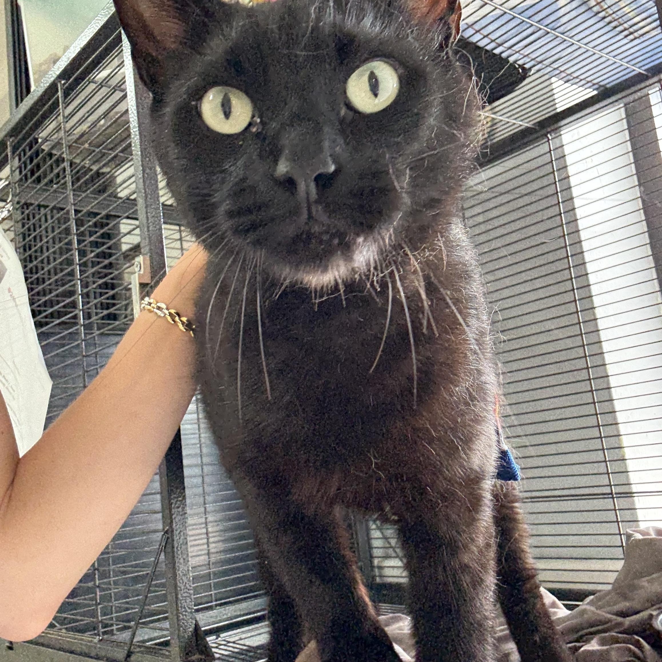 Felix, ADOPTABLE, Adult Male Domestic Short Hair.