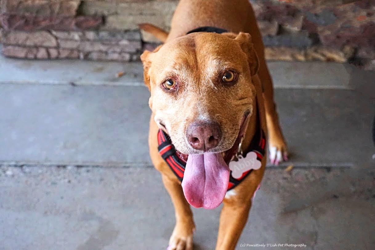 Enlarge Abbey, a ADOPTABLE Yellow Labrador Retriever in Cave Creek, AZ image 4/5