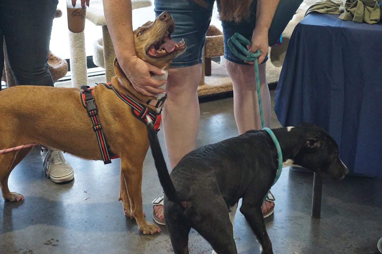 Enlarge Abbey, a ADOPTABLE Yellow Labrador Retriever in Cave Creek, AZ image 5/5