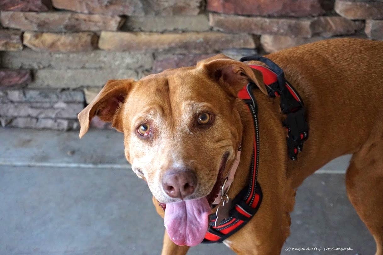 Enlarge Abbey, a ADOPTABLE Yellow Labrador Retriever in Cave Creek, AZ image 3/5