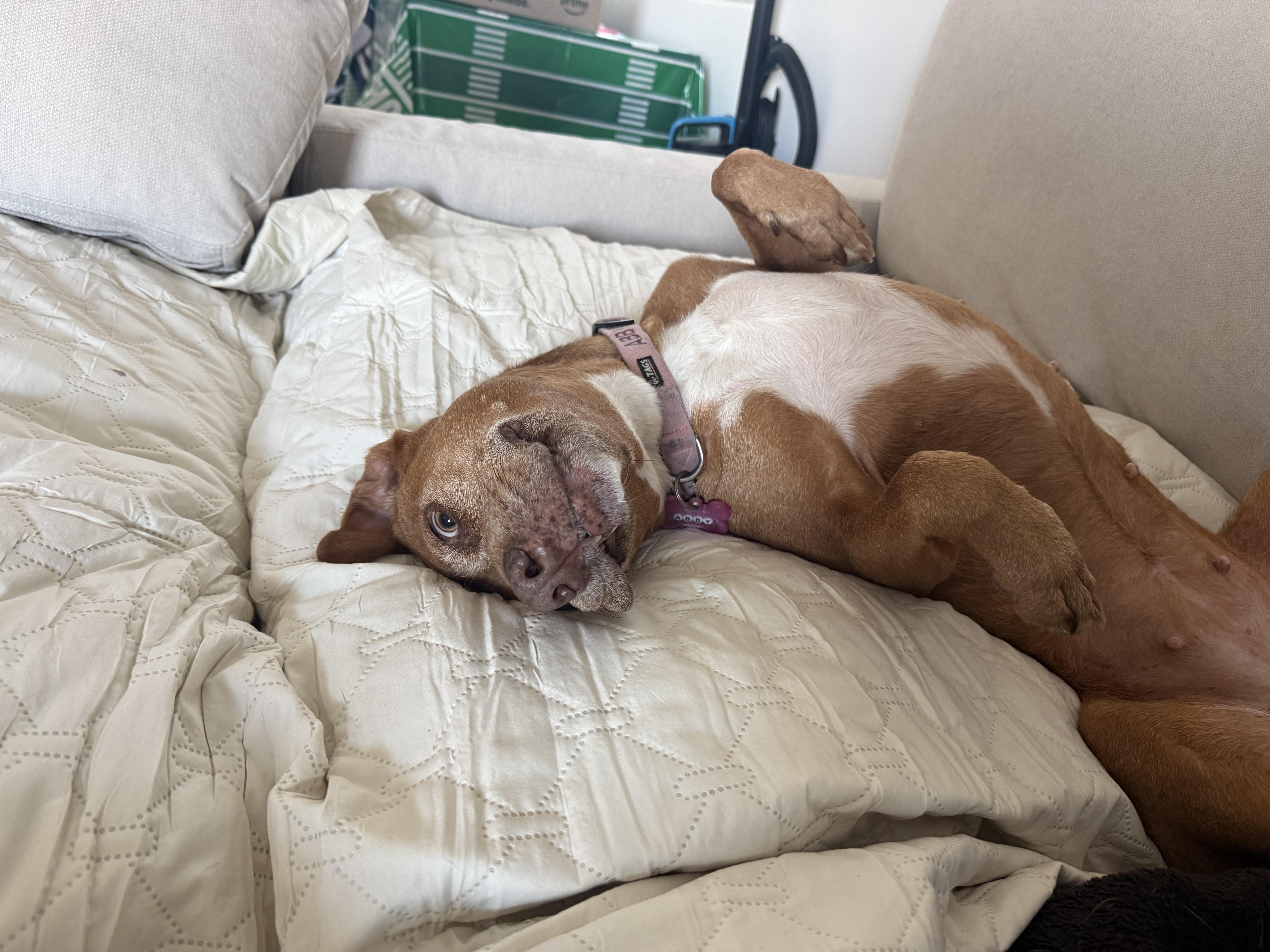 Abbey, ADOPTABLE, Senior Female Yellow Labrador Retriever.