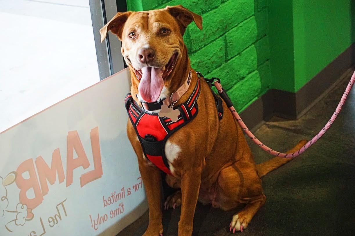 Abbey, ADOPTABLE, Senior Female Yellow Labrador Retriever.