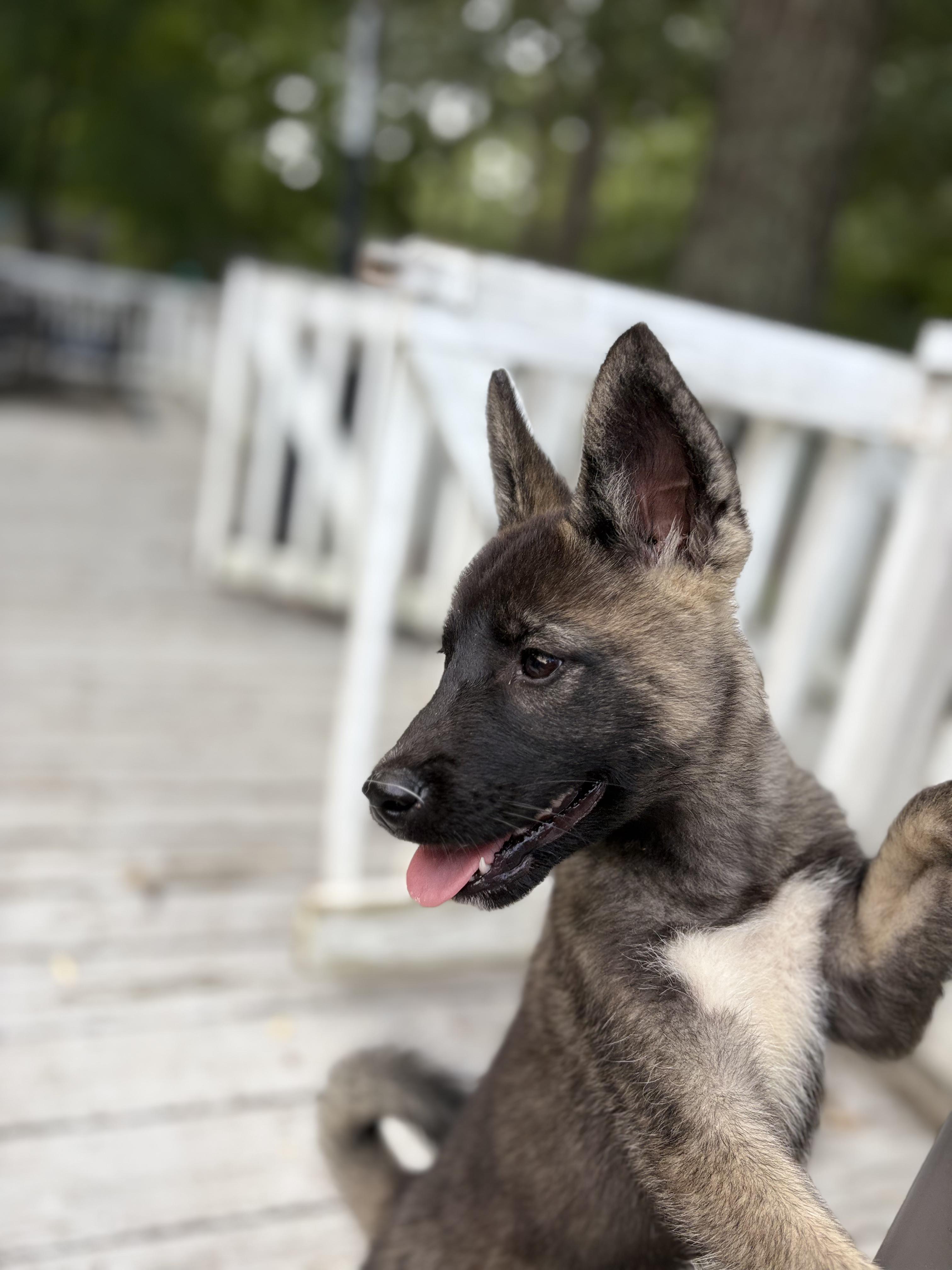 Enlarge Jolene, an adoptable mixed breed in Richmond, VA image 2/2