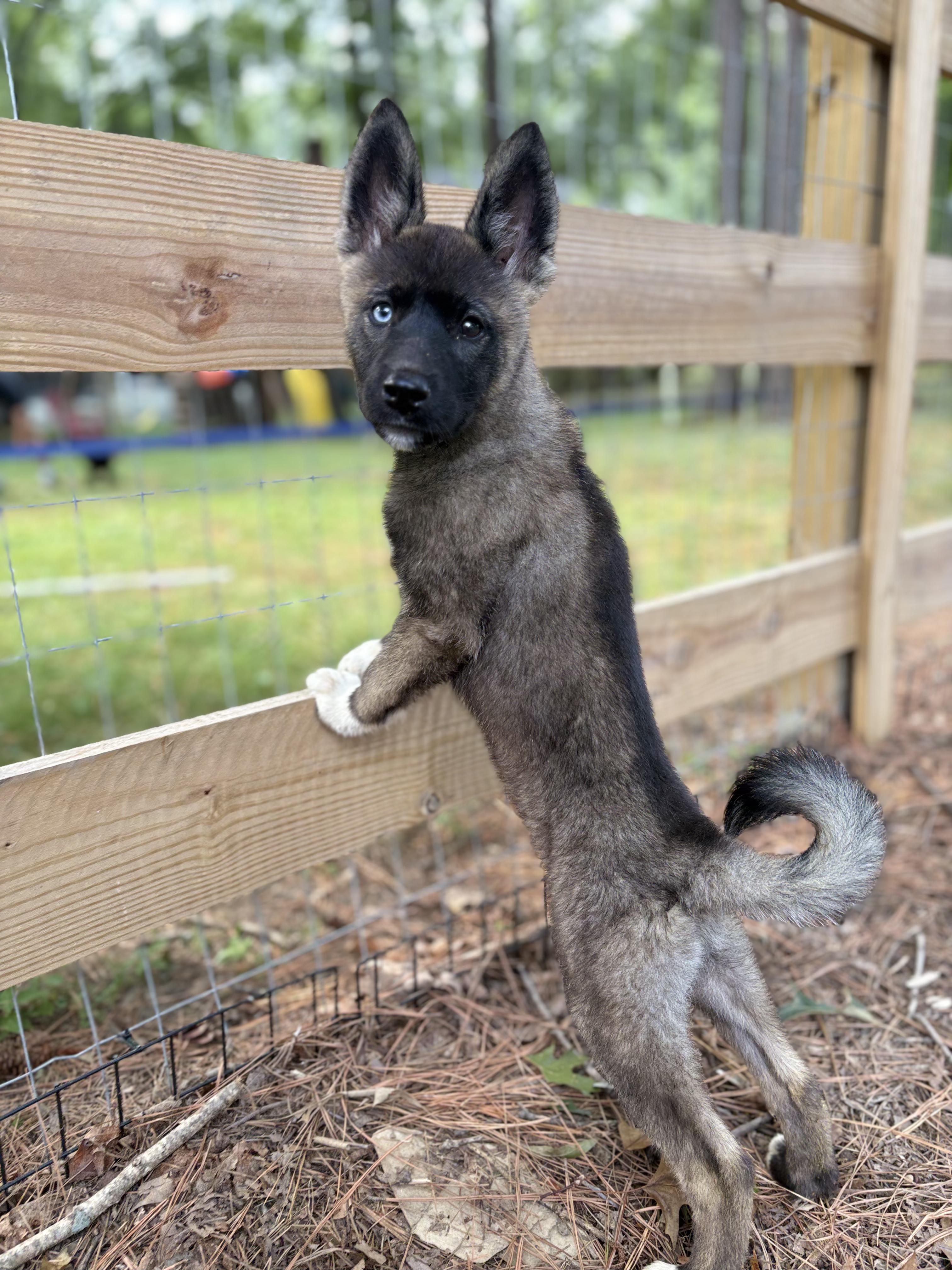 Jolene, adoptable, Puppy Female Husky & Akita.