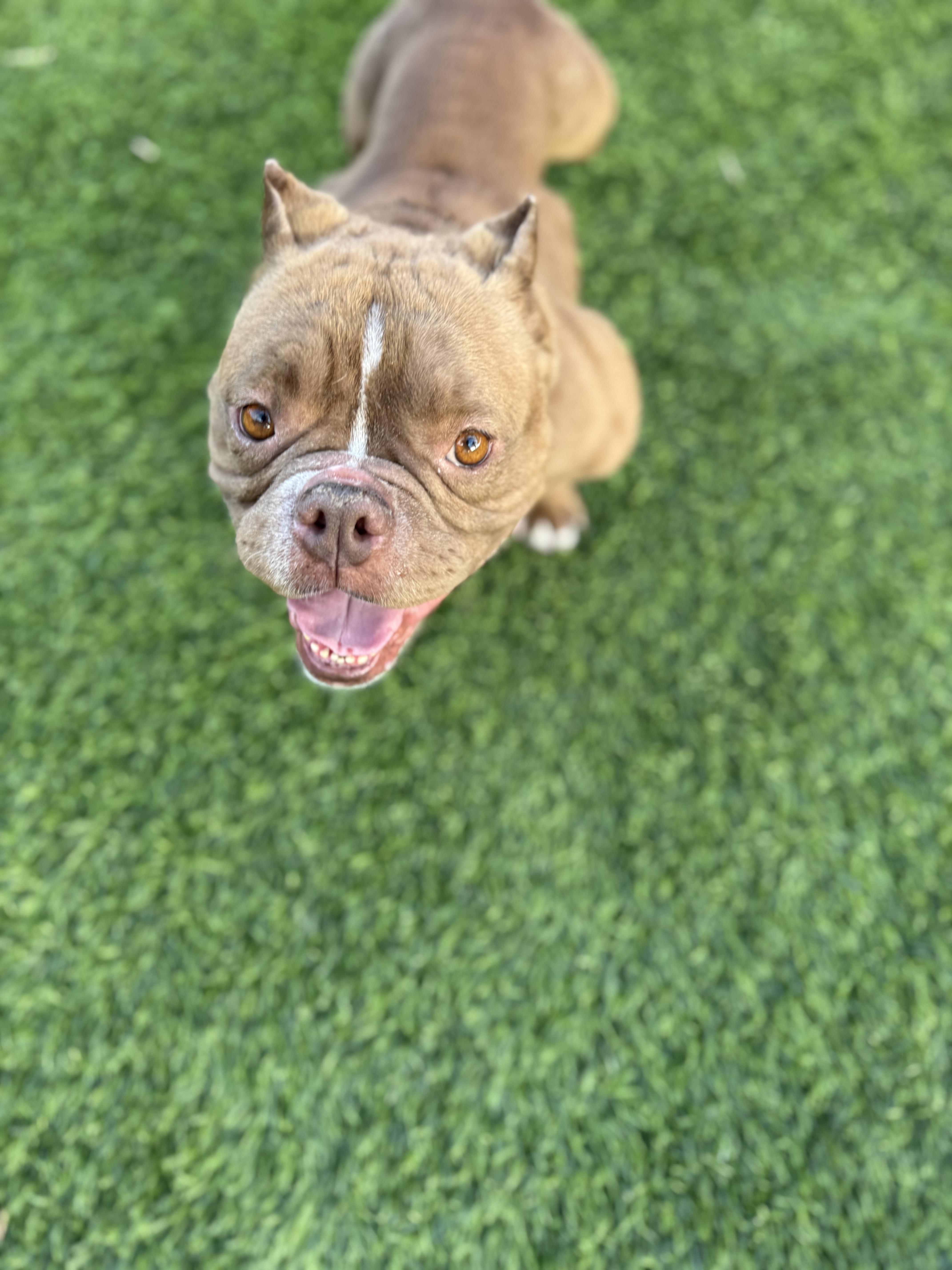 Papaya, Adopted, Adult Female English Bulldog.
