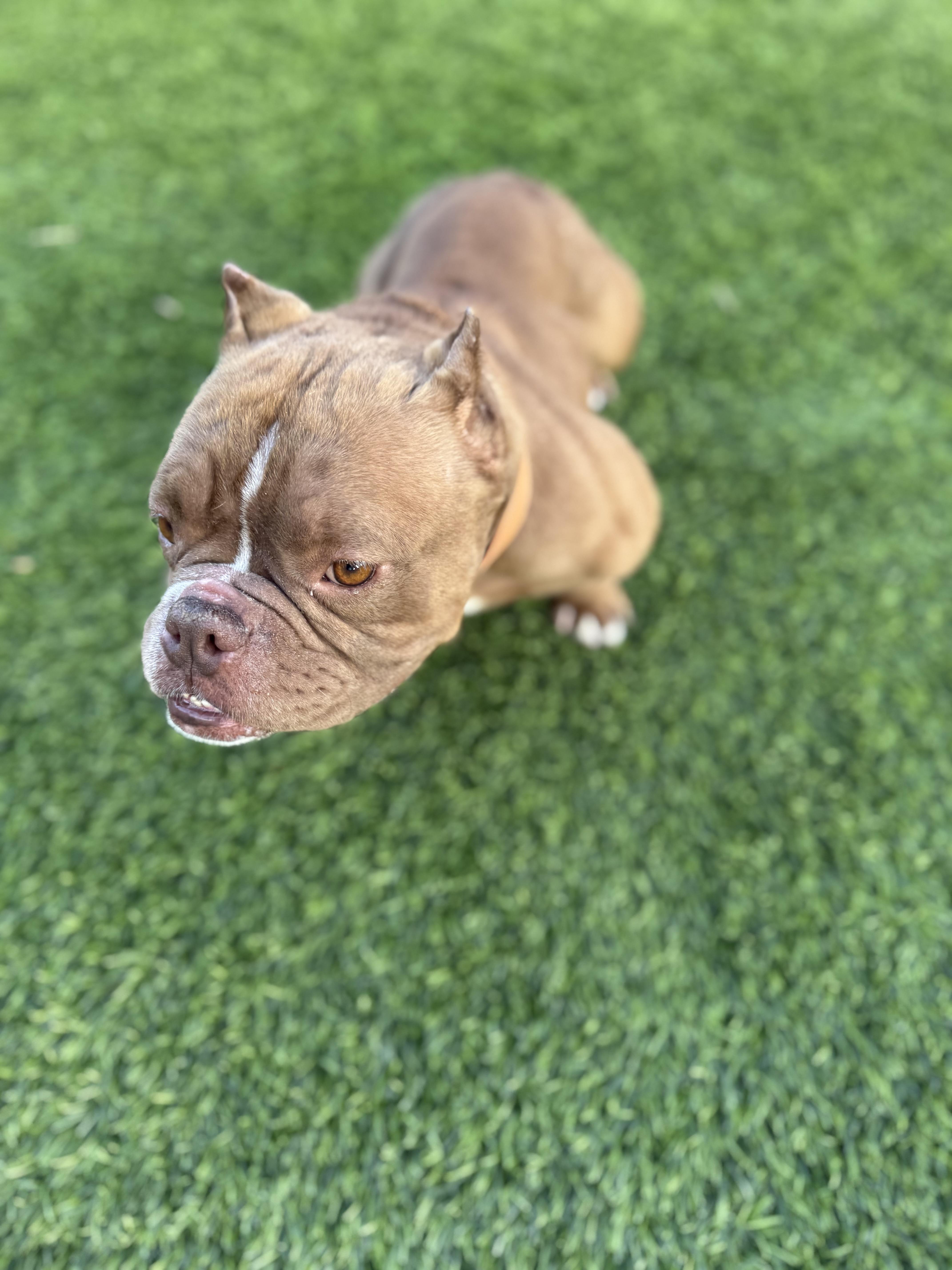 Enlarge Papaya, a Adopted English Bulldog in Mesa, AZ image 2/3
