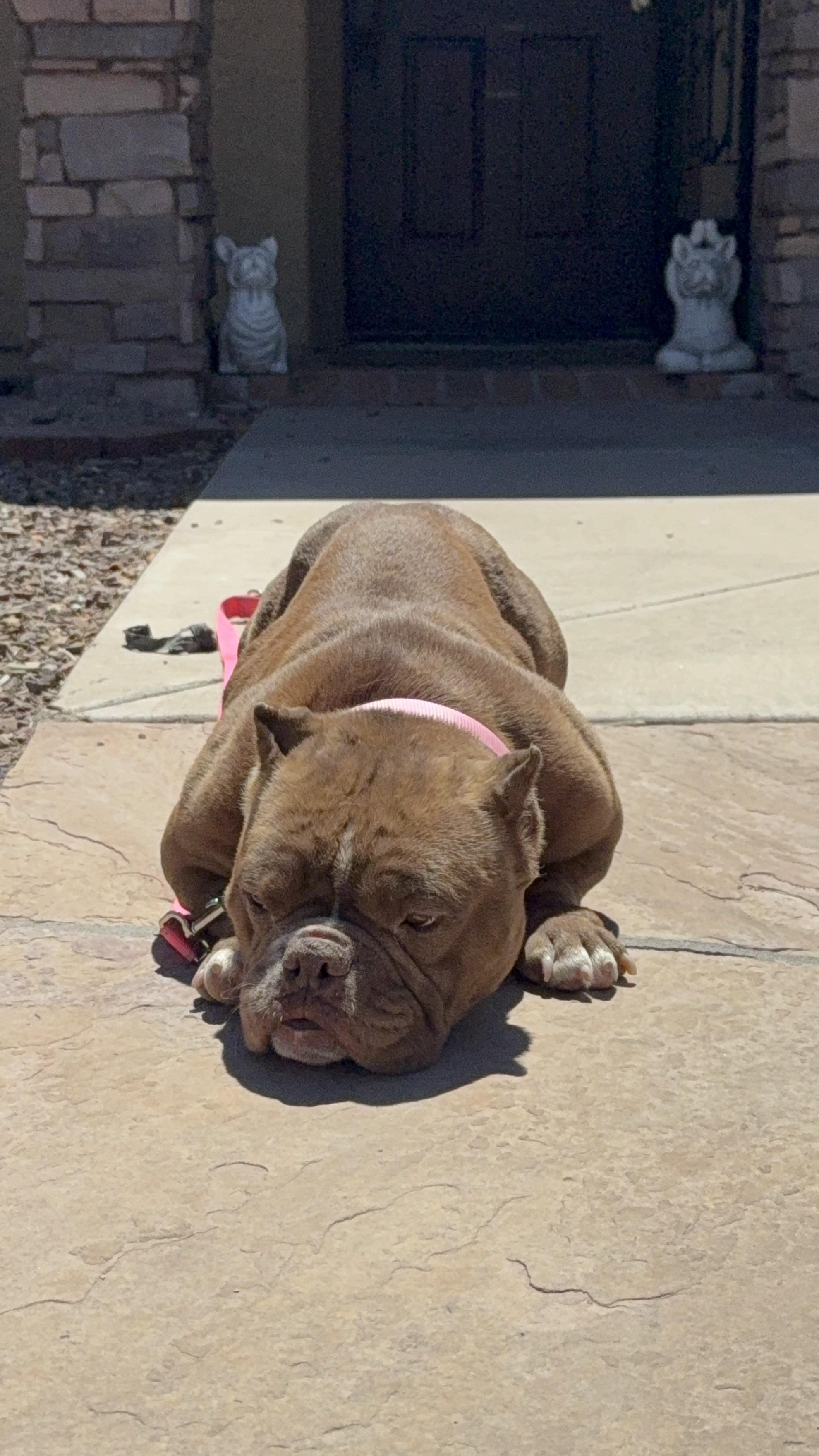 Enlarge Papaya, a Adopted English Bulldog in Mesa, AZ image 3/3