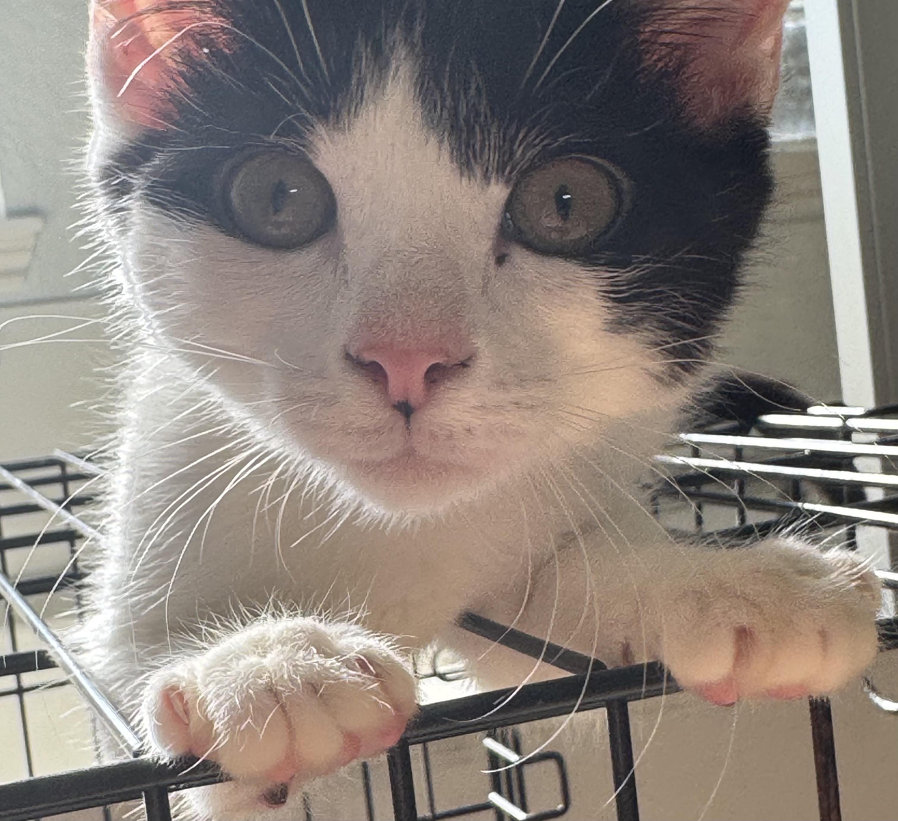 Mister, an adopted Domestic Short Hair in san antonio, TX image 2/2