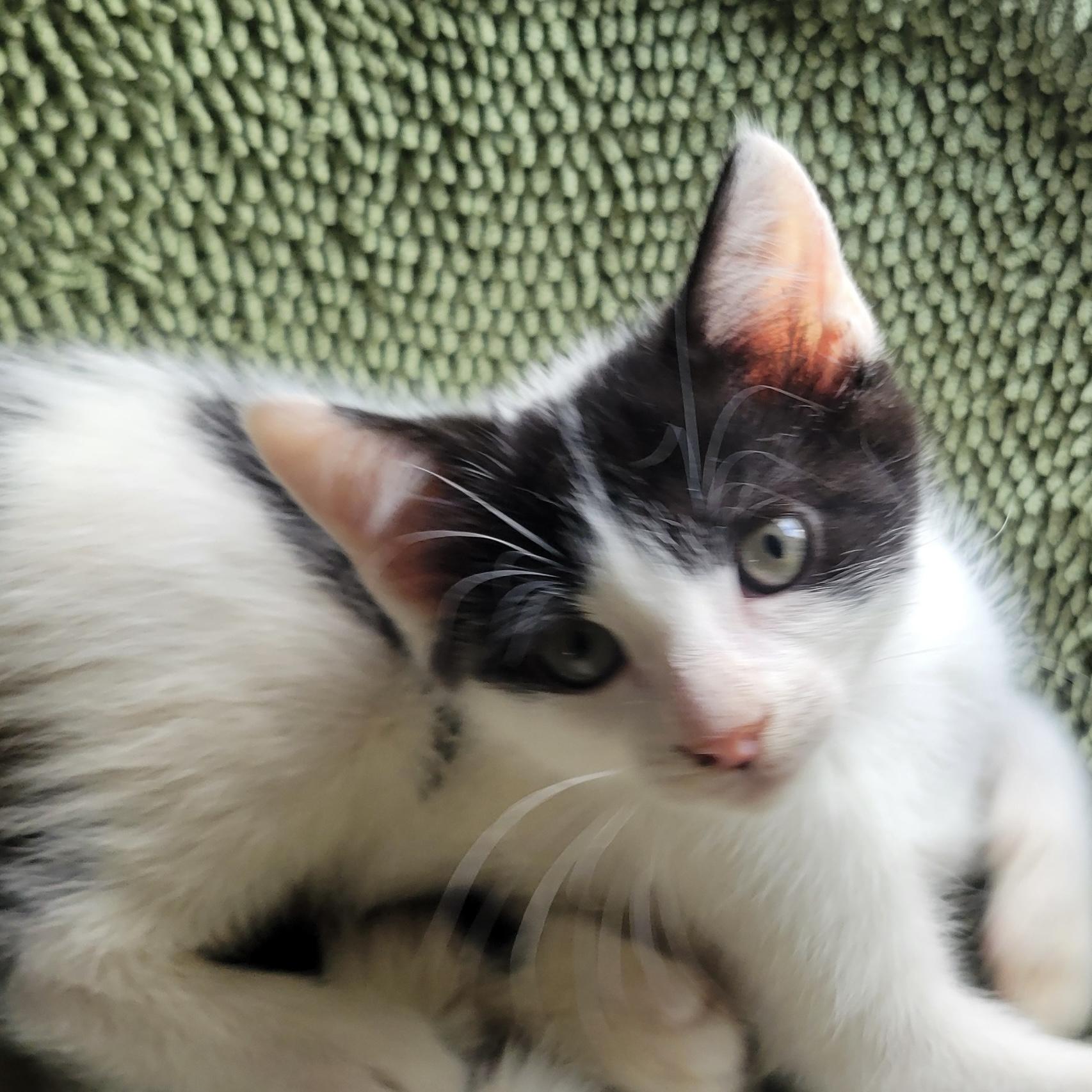 Mister, an adopted Domestic Short Hair in san antonio, TX image 1/2