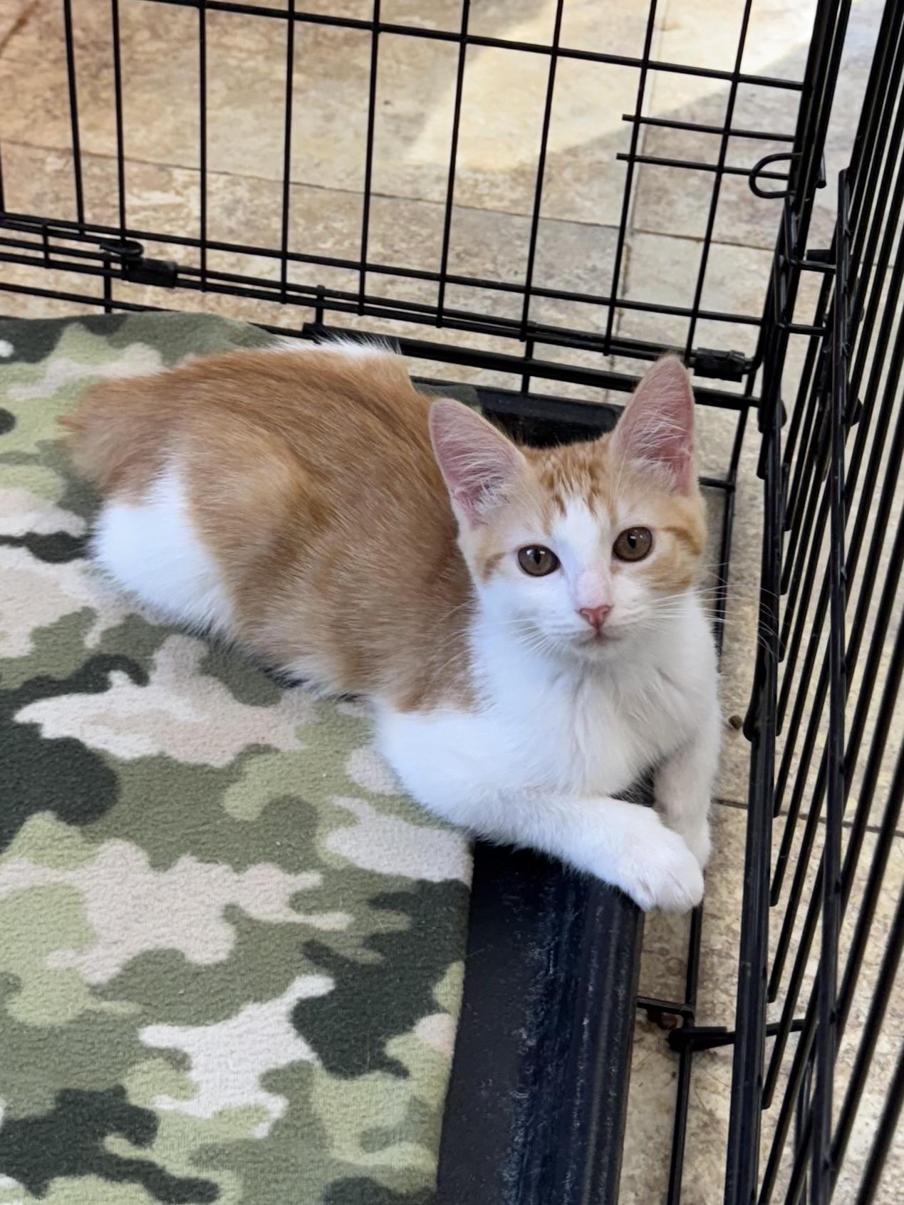 Enlarge Cloud, an adopted Domestic Medium Hair in Seminole, OK image 2/2