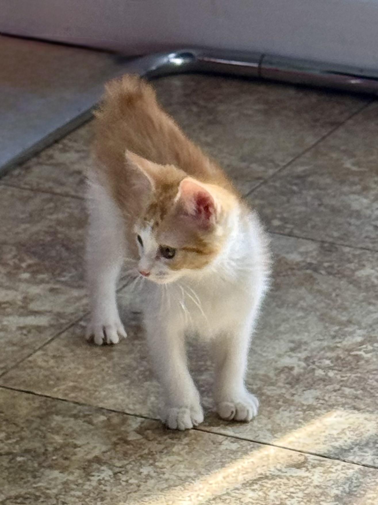 Cloud, adopted, Kitten Female Domestic Medium Hair.