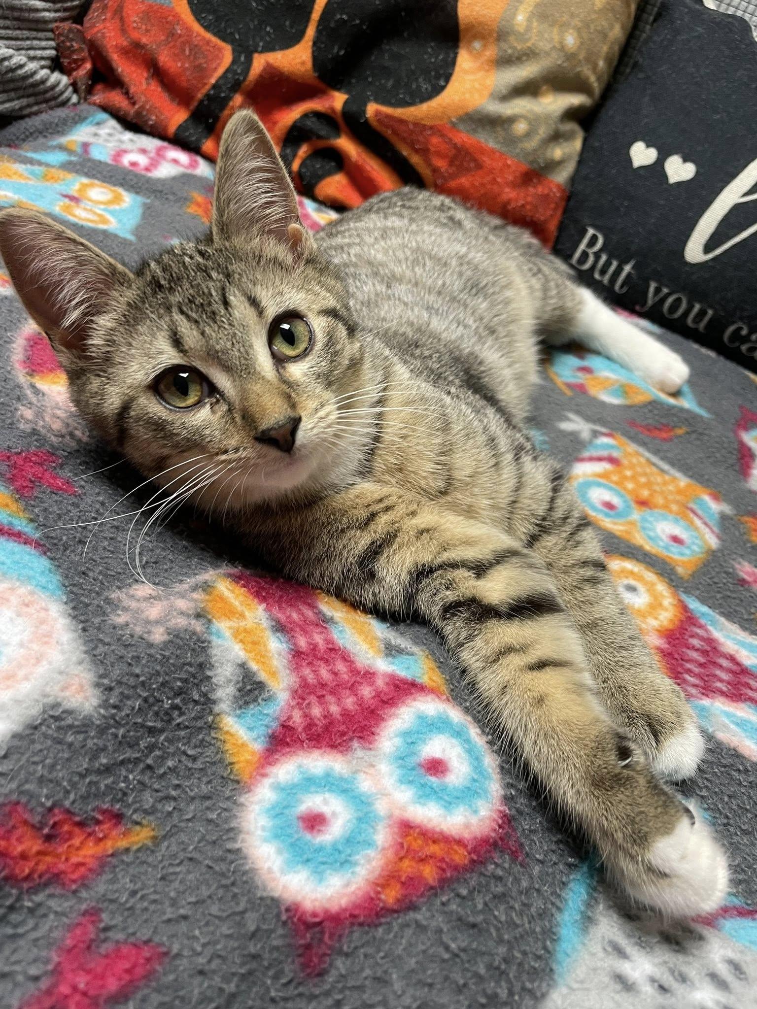 Enlarge Legend, a Adoptable Domestic Short Hair in Sterling Heights, MI image 4/5