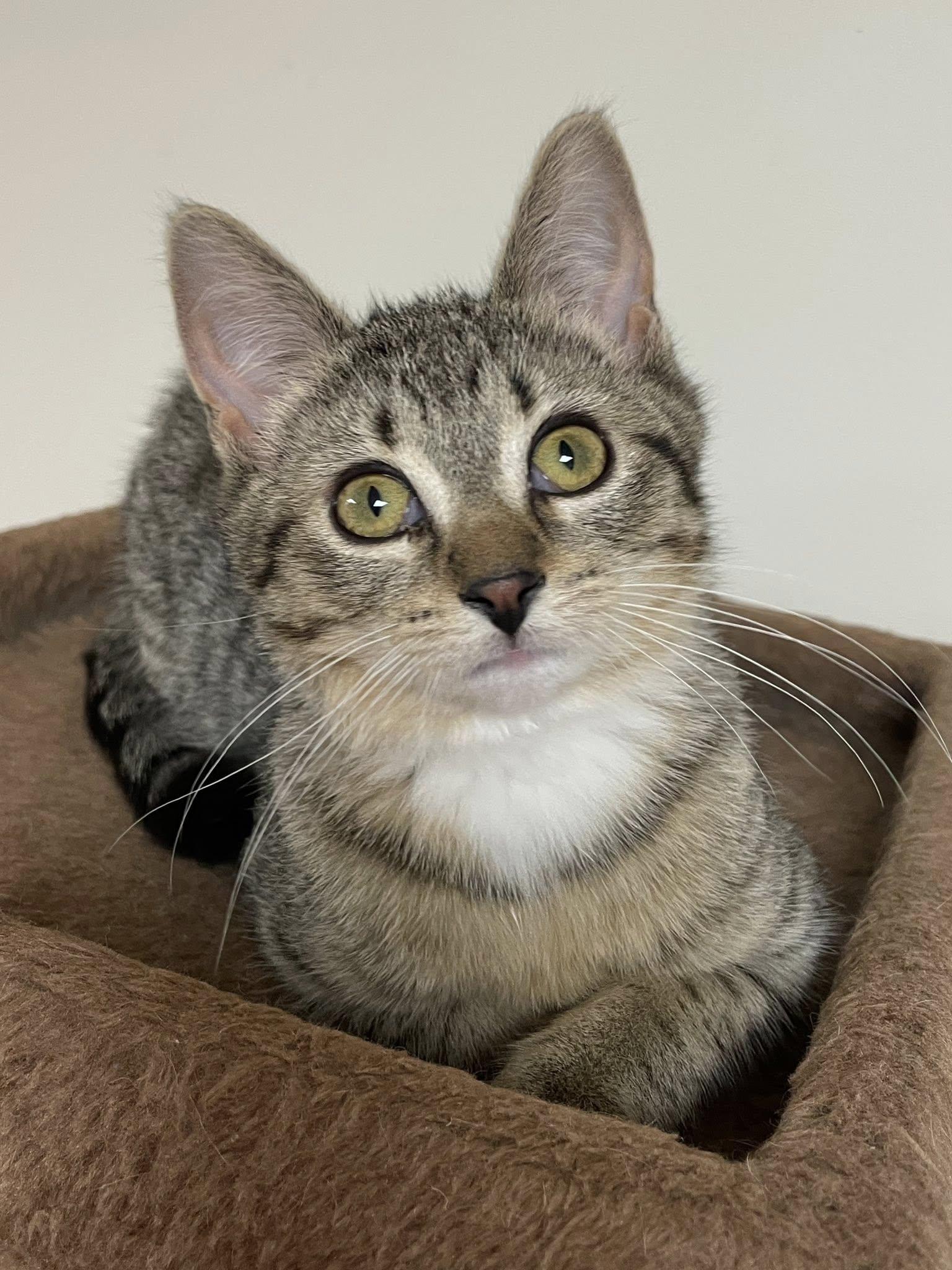 Enlarge Legend, a Adoptable Domestic Short Hair in Sterling Heights, MI image 3/5