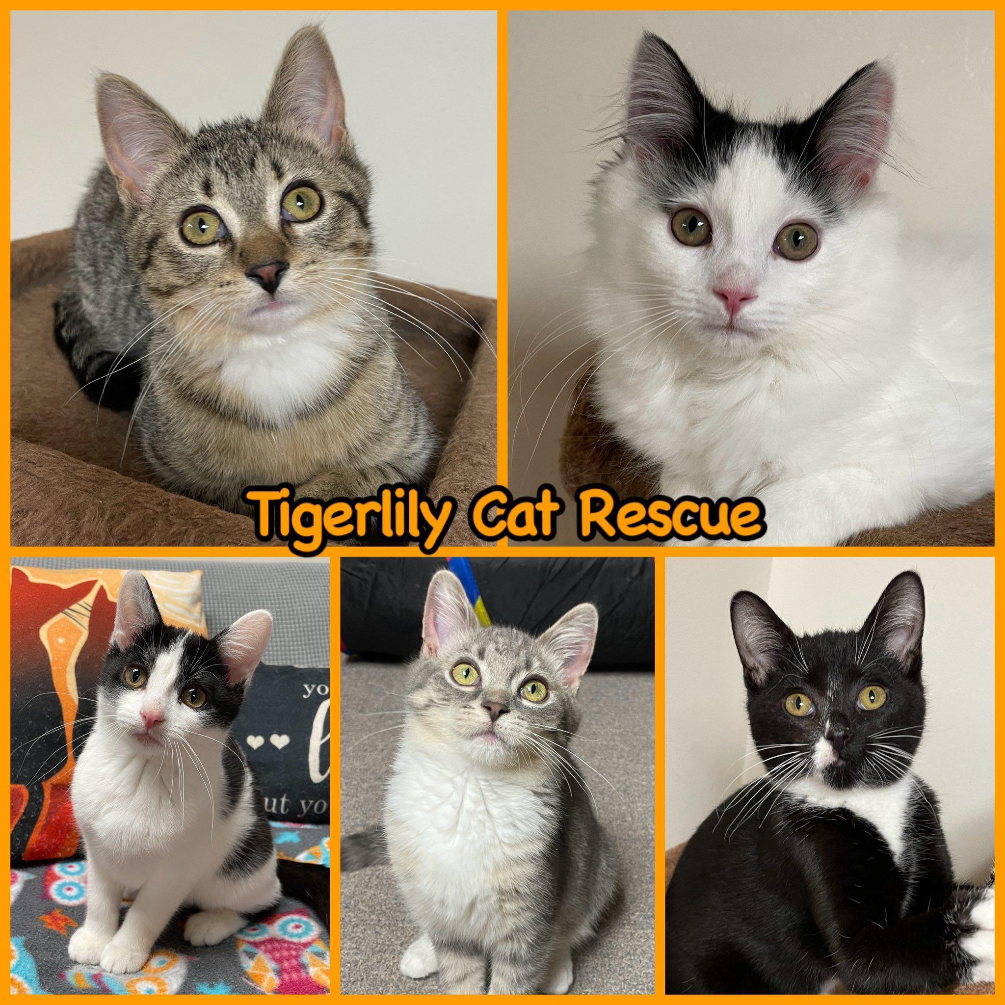 Enlarge Legend, a Adoptable Domestic Short Hair in Sterling Heights, MI image 2/5