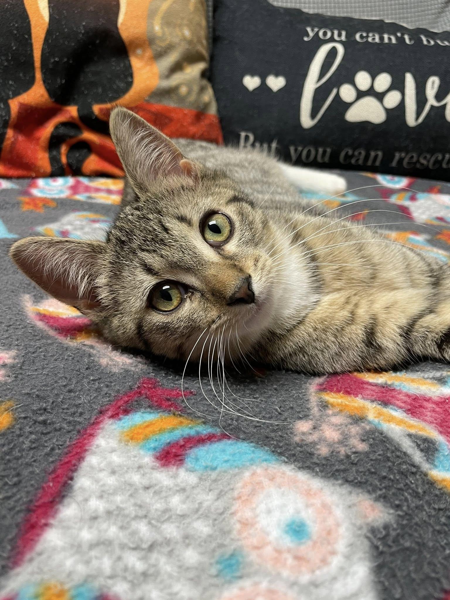 Enlarge Legend, a Adoptable Domestic Short Hair in Sterling Heights, MI image 5/5