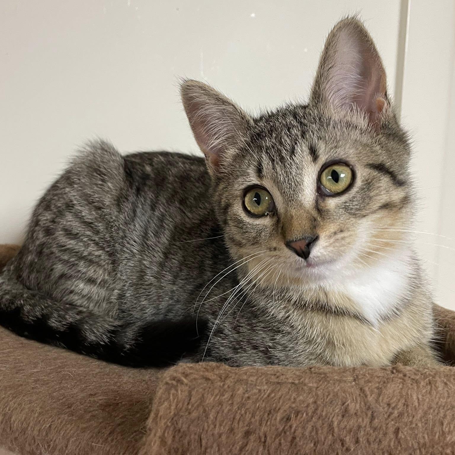Legend, Adoptable, Kitten Female Domestic Short Hair.