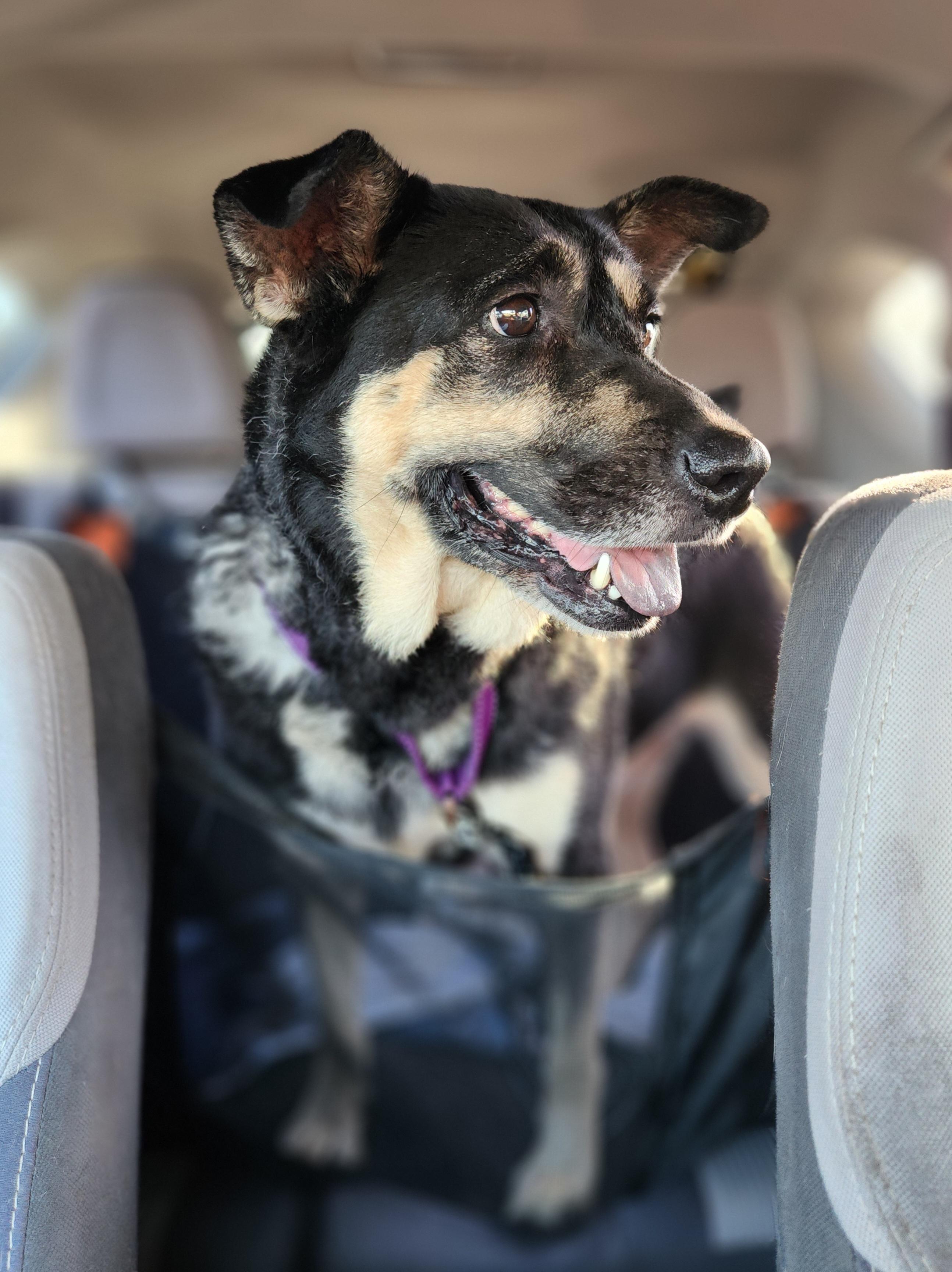 Julia, Adoptable, Senior Female Australian Cattle Dog / Blue Heeler.