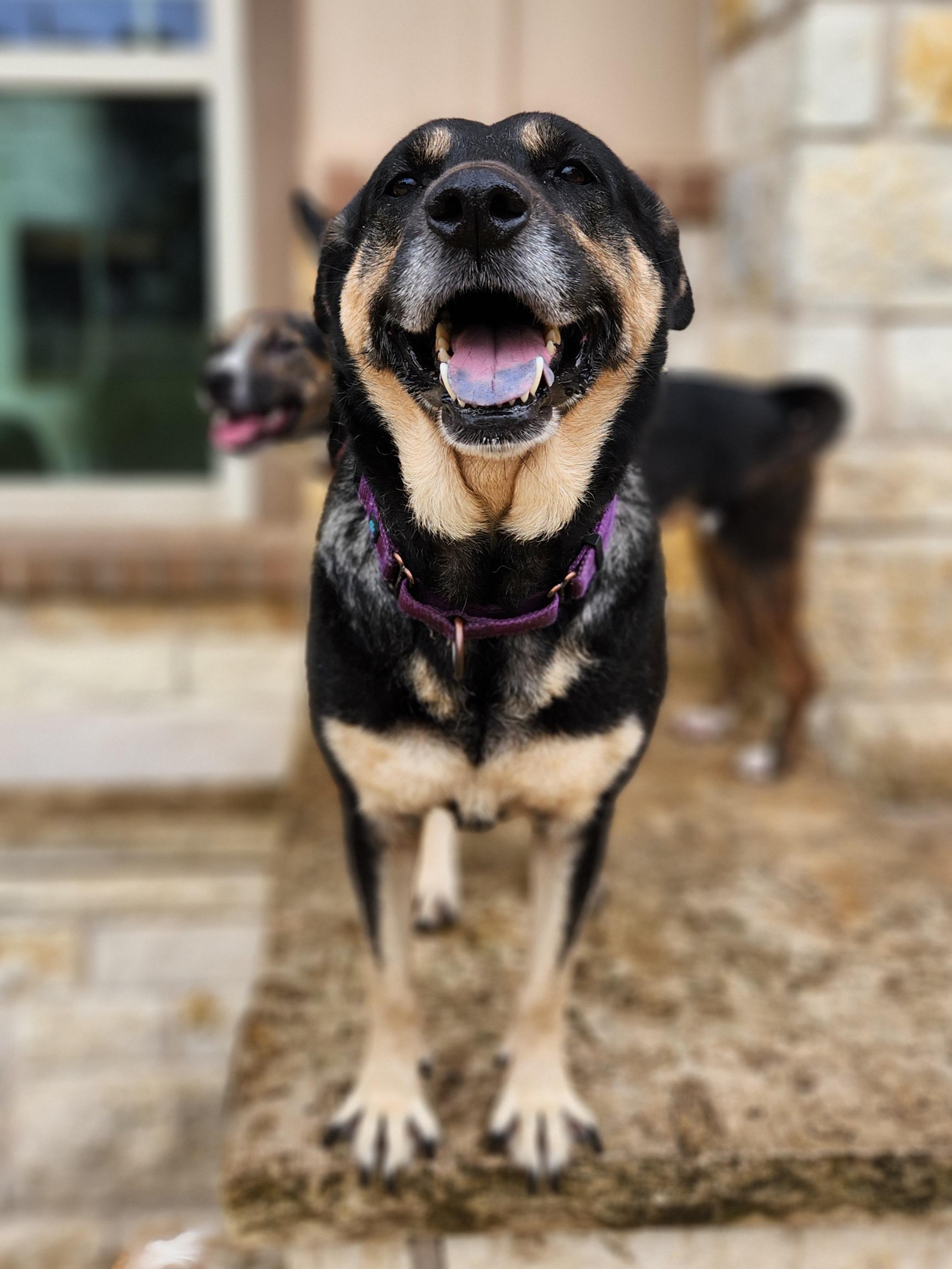 Enlarge Julia, a Adopted mixed breed in Killeen, TX image 2/5