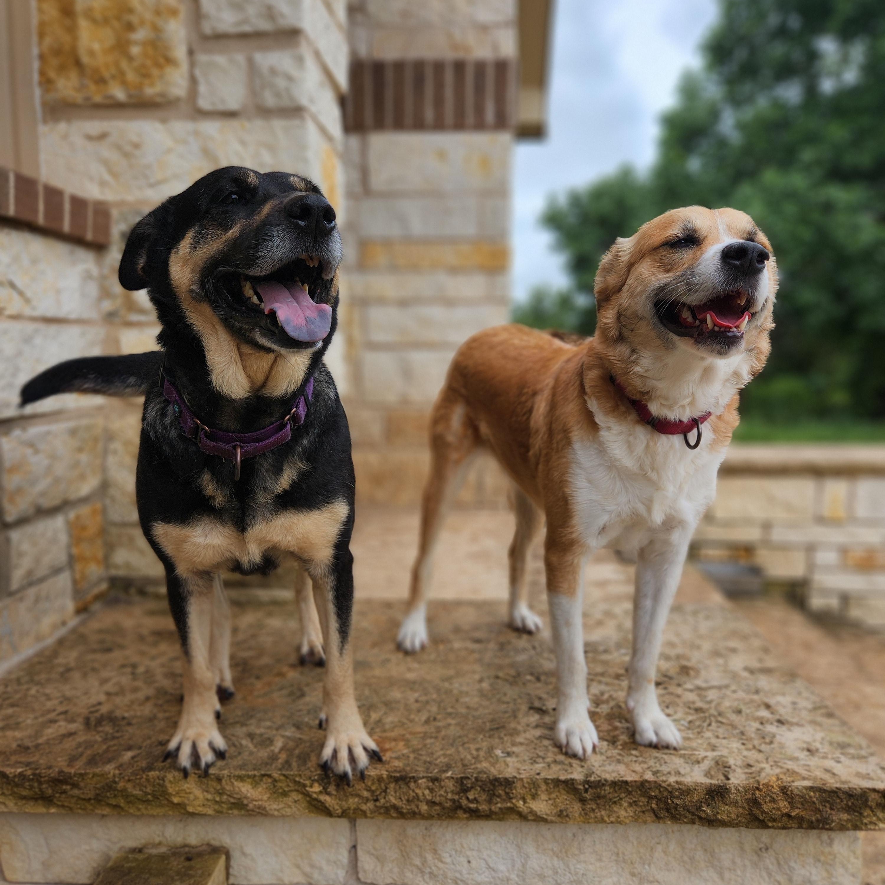 Enlarge Julia, a Adopted mixed breed in Killeen, TX image 5/5