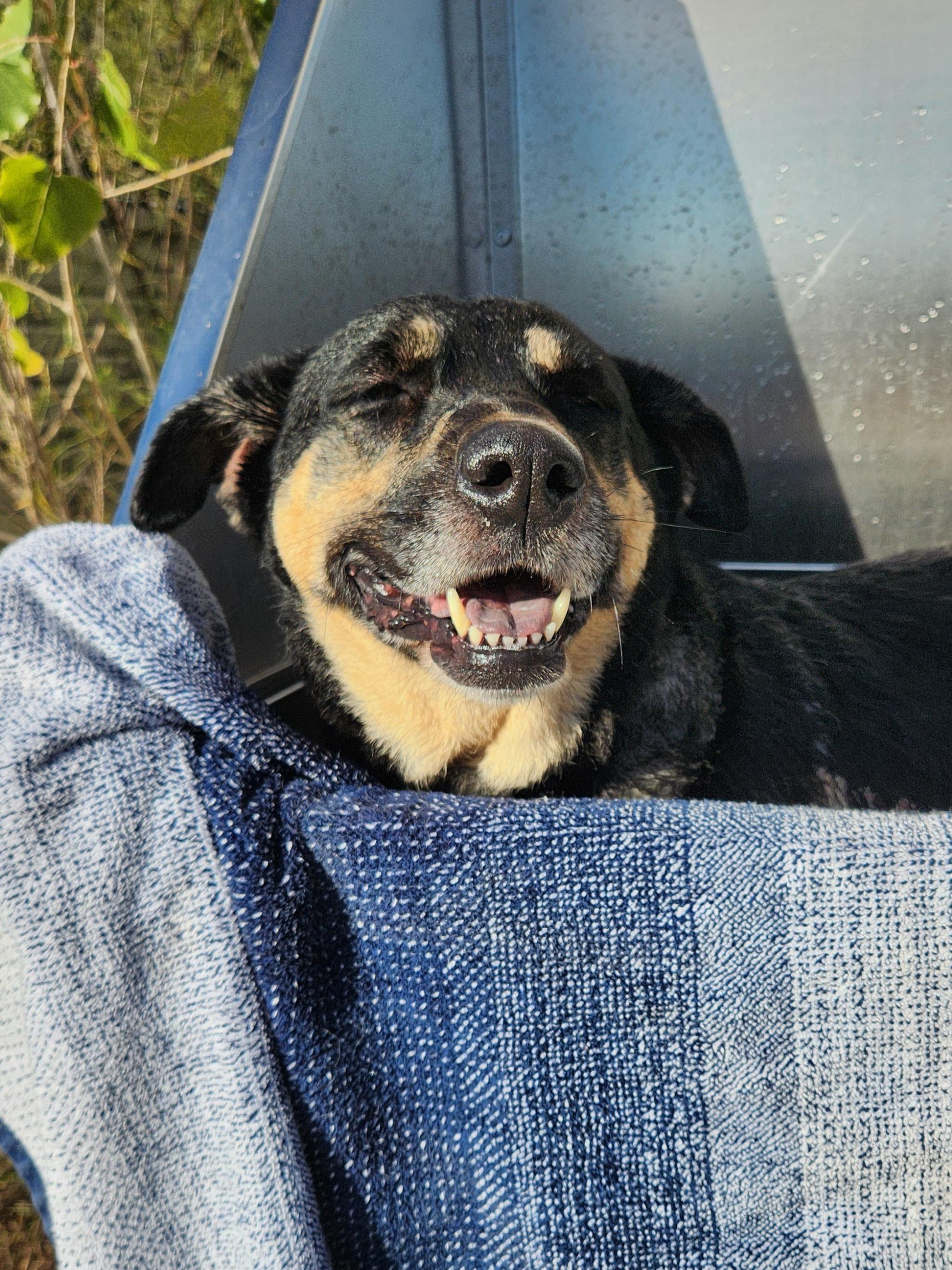 Enlarge Julia, a Adoptable mixed breed in Killeen, TX image 2/5