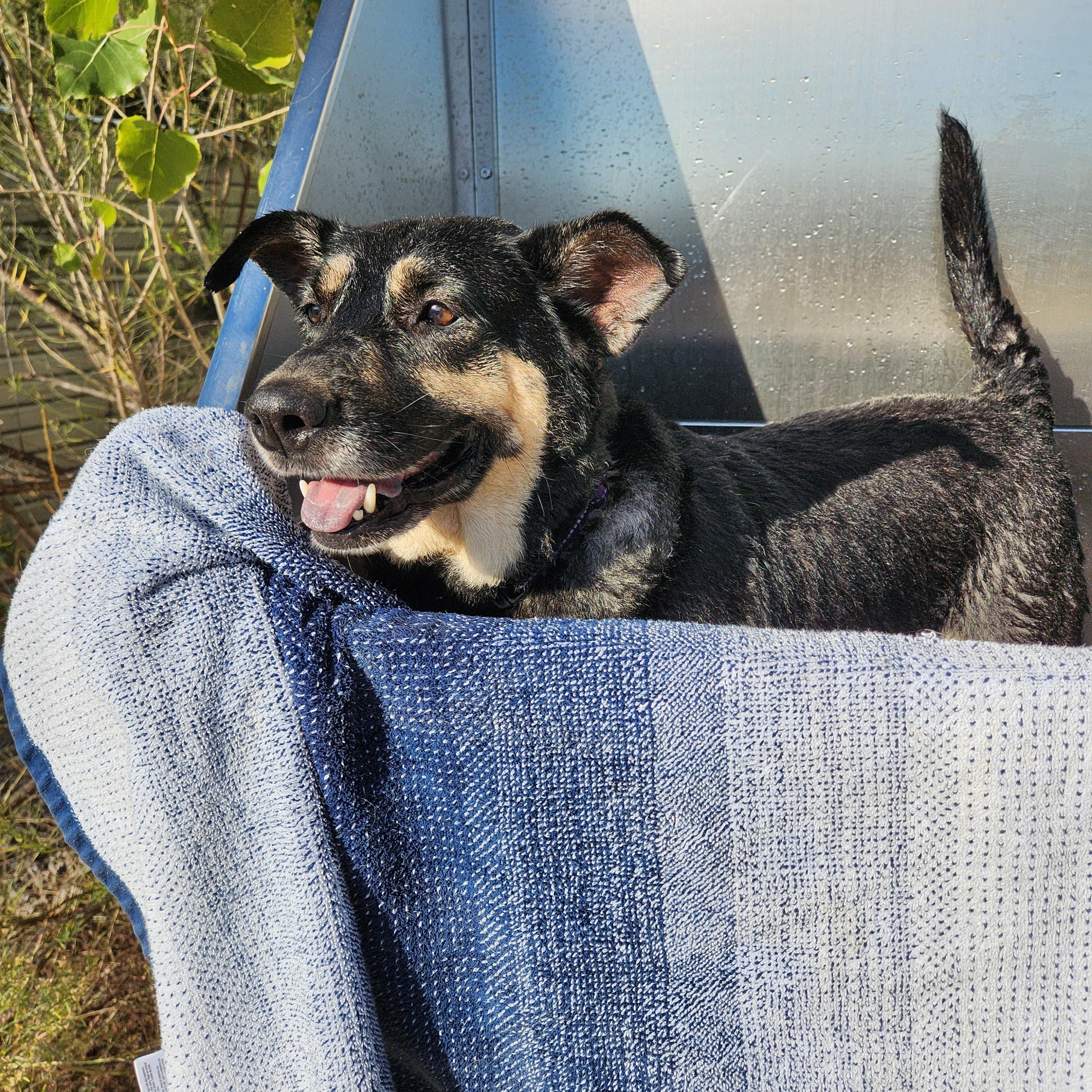 Enlarge Julia, a Adoptable mixed breed in Killeen, TX image 4/5
