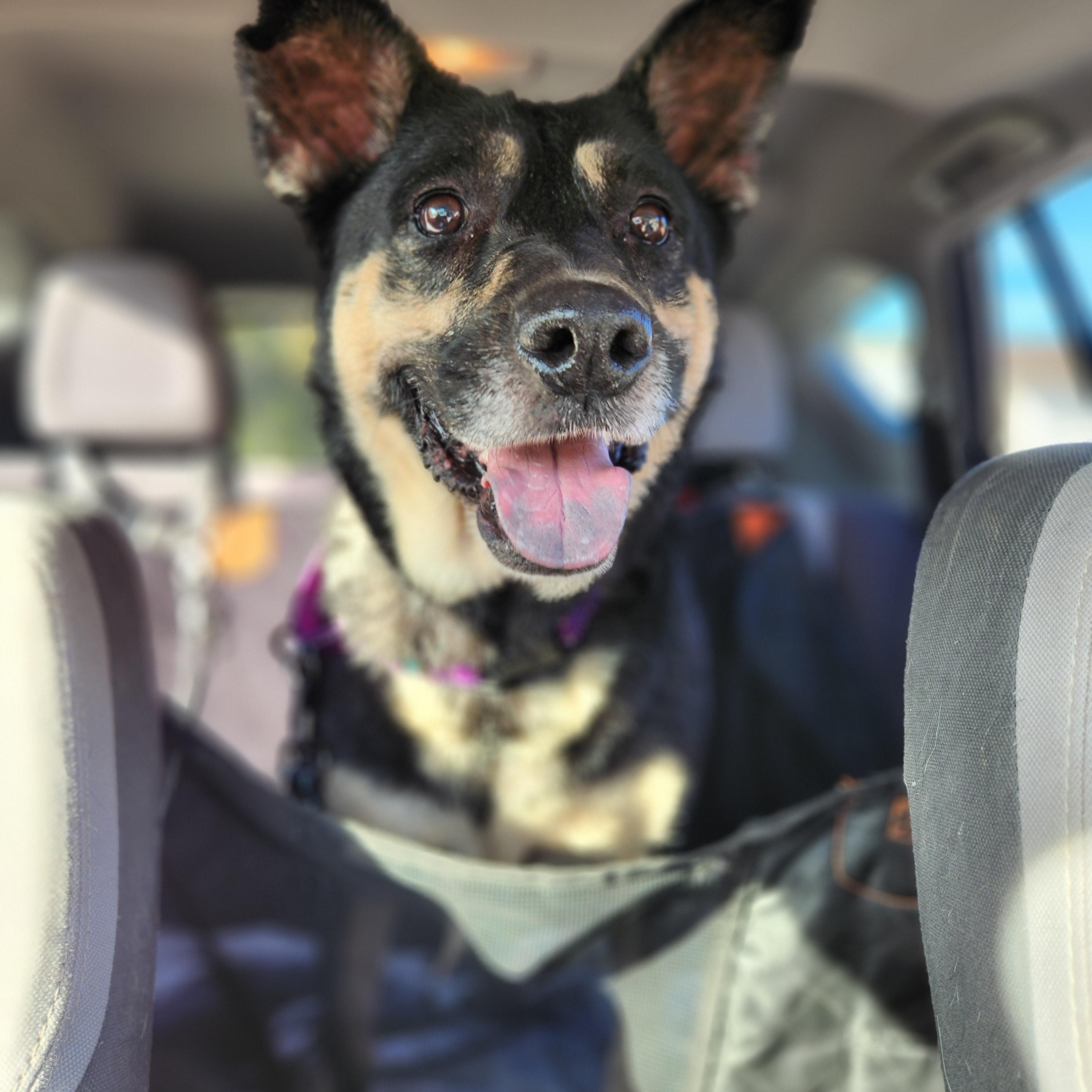 Julia, Adopted, Senior Female Australian Cattle Dog / Blue Heeler.