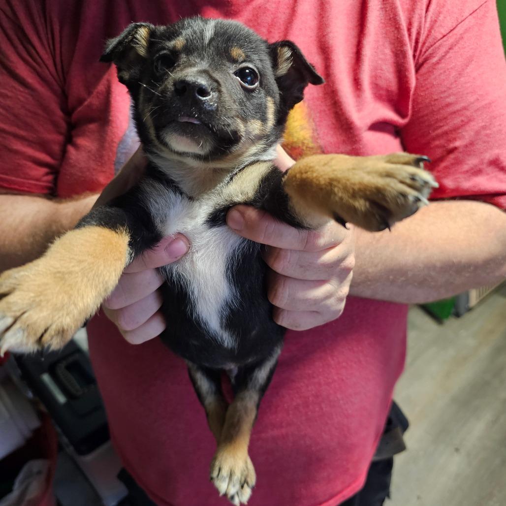 Donner, Adoptable, Puppy Male Mixed Breed.
