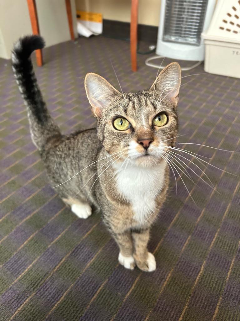 Enlarge Merelie, a Adoptable mixed breed in Pawtucket, RI image 1/6