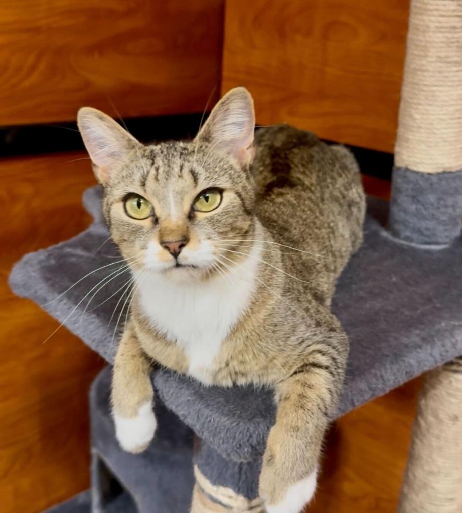 Enlarge Merelie, a Adoptable mixed breed in Pawtucket, RI image 2/6