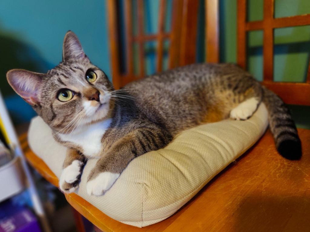 Enlarge Merelie, a Adoptable mixed breed in Pawtucket, RI image 3/6