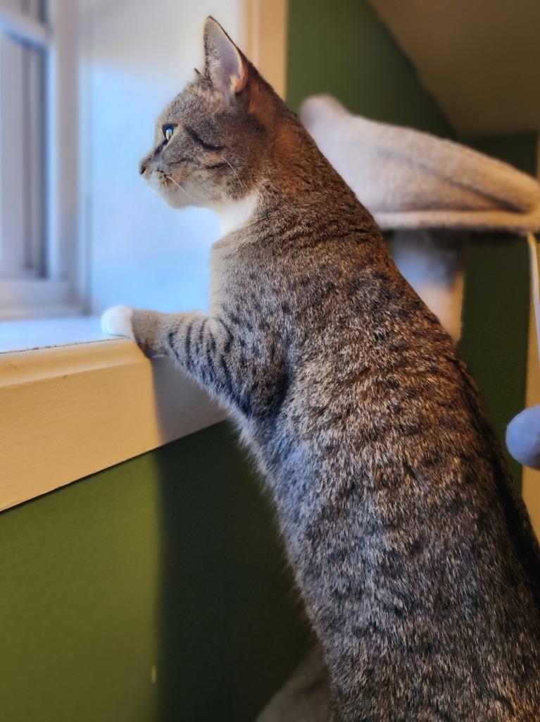 Enlarge Merelie, a Adoptable mixed breed in Pawtucket, RI image 4/6